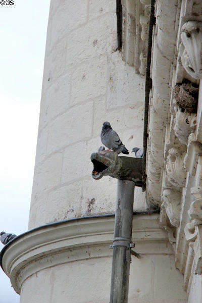 Lead drainpipe in form of dog head at Chenonceau Chateau. Chenonceau, France.