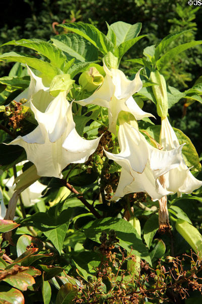 Trumpet vine in garden at Villa Ephrussi de Rothschild. Saint Jean Cap Ferrat, France.