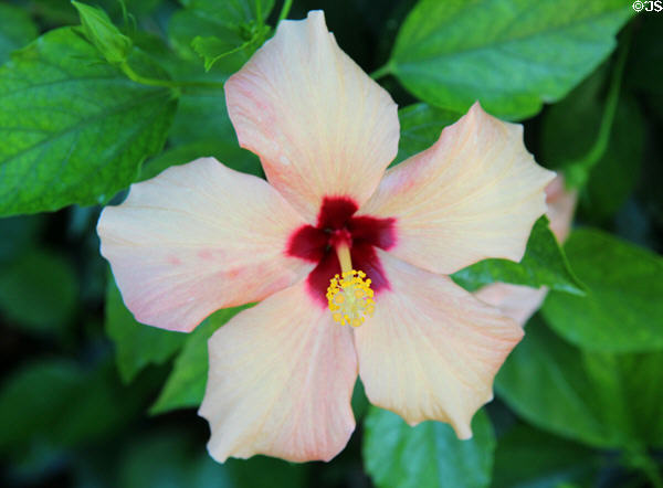 Hibiscus in garden at Villa Ephrussi de Rothschild. Saint Jean Cap Ferrat, France.