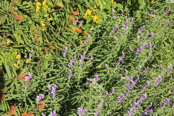 Flowers along Promenade du Paillon. Nice, France.