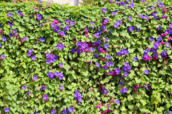 Hedge of morning glories in full flower. St Paul de Vence, France.