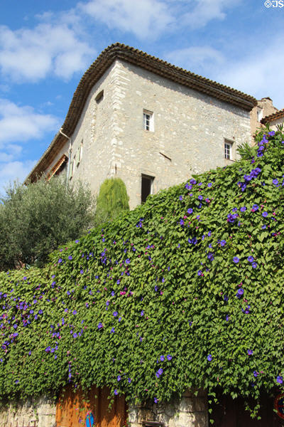 Morning glories draped over old stone wall. St Paul de Vence, France.