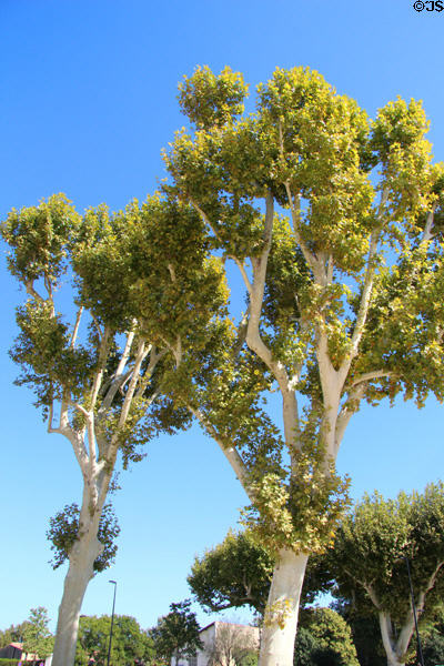 Plain trees. Orange, France.