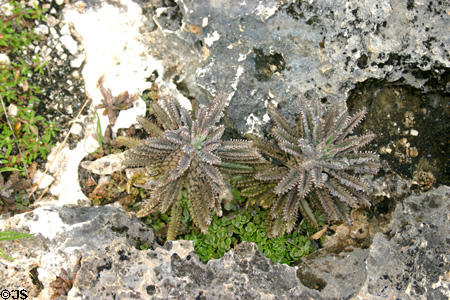 Plant life at Point de la Grande Vigie. Guadeloupe.