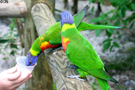 Hand feeding tropical birds at Deshaies Botanic Gardens. Deshaies, Guadeloupe.