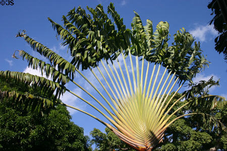 Fan palm at Deshaies Botanic Gardens. Deshaies, Guadeloupe.