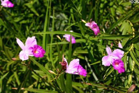 Orchids at Deshaies Botanic Gardens. Deshaies, Guadeloupe.