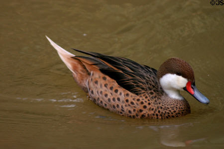 Exotic duck raised at Domaine de Valmbreuse. Guadeloupe.