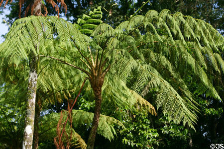 Fern tree at Domaine de Valmbreuse. Guadeloupe.