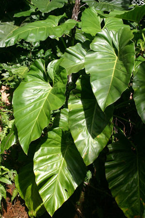 Giant philodendron at Domaine de Valmbreuse. Guadeloupe.