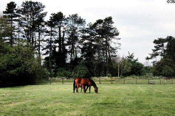 Mare & foul at Irish National Stud. Kildare, Ireland.