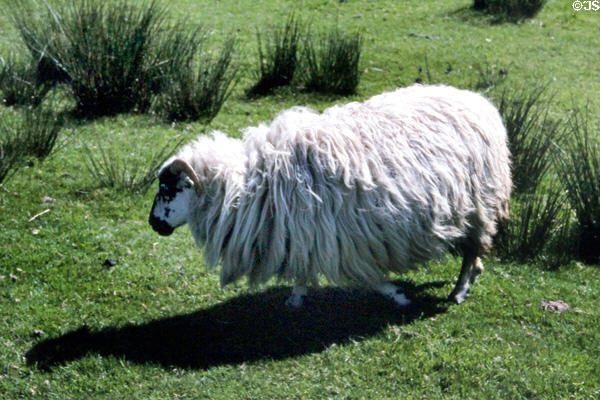 Sheep at Staigue Stone Fort on Ring of Kerry. Ireland.