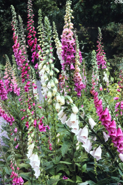Foxgloves in Butterstream Garden. Trim, Ireland.