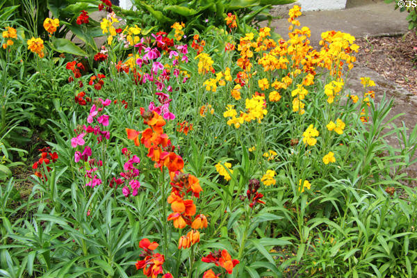 Garden in Rathfarnham area. Dublin, Ireland.