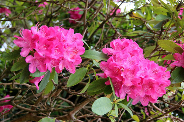Rhododendron blossoms at Muckross House in Killarney National Park. Killarney, Ireland.
