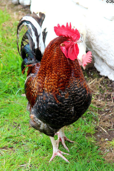 Rooster at Kissane's farm at Muckross Traditional Farms in Killarney National Park. Killarney, Ireland.