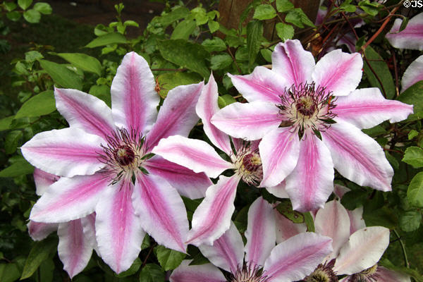 Clematis flower at New Ross. New Ross, Ireland.