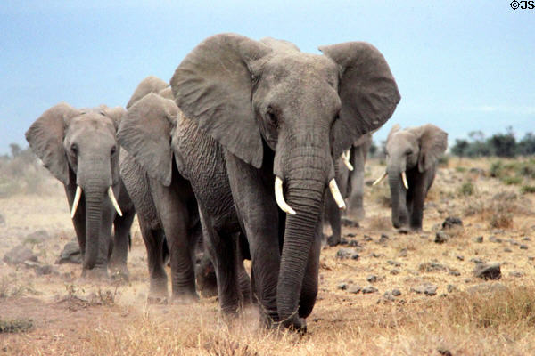Elephant (<i>Loxodonta africana</i>) procession at Amboseli National Park. Kenya.