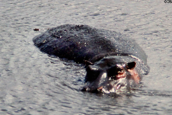 Hippopotamus wades in water in Masai Mara. Kenya.