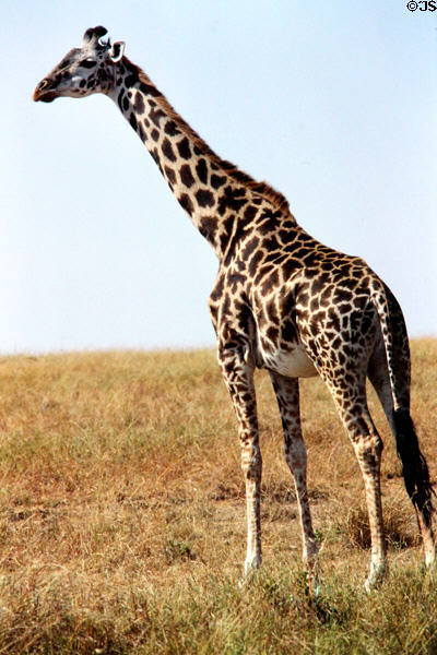 Masai Giraffe (<i>Giraffa tippelskirchii</i>) with jagged star-like spots which extend to hooves in Masai Mara National Reserve. Kenya.