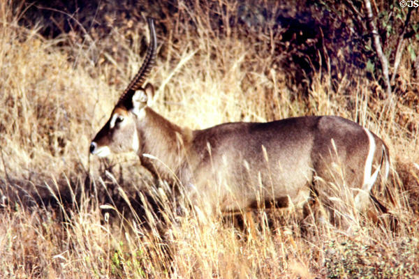 Common waterbuck (<i>Kobus ellipsiprymnus</i>) seen in Tsavo National Park. Kenya.