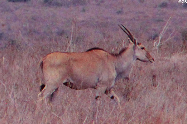 Eland (<i>Taurotragus oryx</i>) in Nairobi National Park. Kenya.