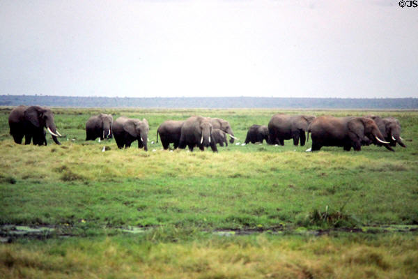 Herd of elephants & white cattle egrets on plains of Amboseli National Park. Kenya.