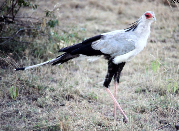 Long legged Secretarybird (<i>Sagittarius serpentarius</i>) in Masai Mara National Reserve, so-called because it carries its quill pens behind its ear. Kenya.