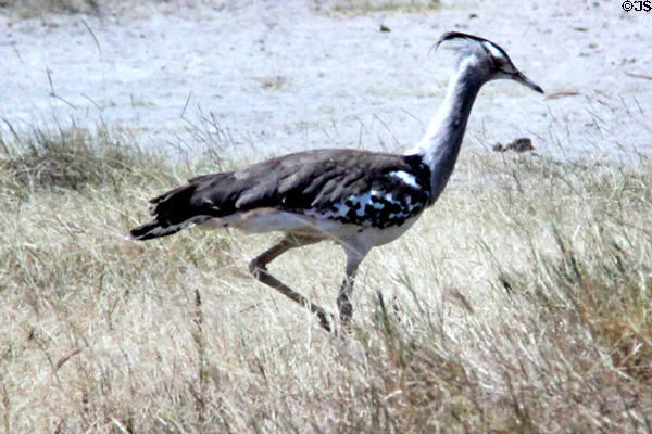 Kori Bustard (<i>Ardeotis kori</i>) bird running through grasses of south of Kenya.