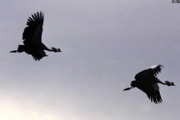Crowned cranes in flight. Kenya.