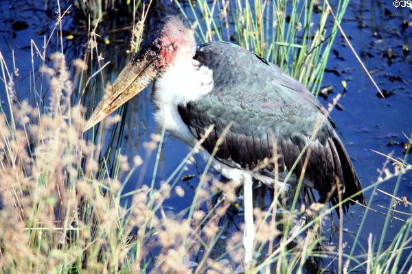 Maribou Stork (<i>Leptoptilos crumenifer</i>) standing in water at Masai Mara National Reserve. Kenya.