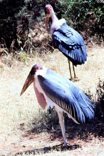Maribou Storks (<i>Leptoptilos crumenifer</i>) in Tsavo National Park. Kenya.