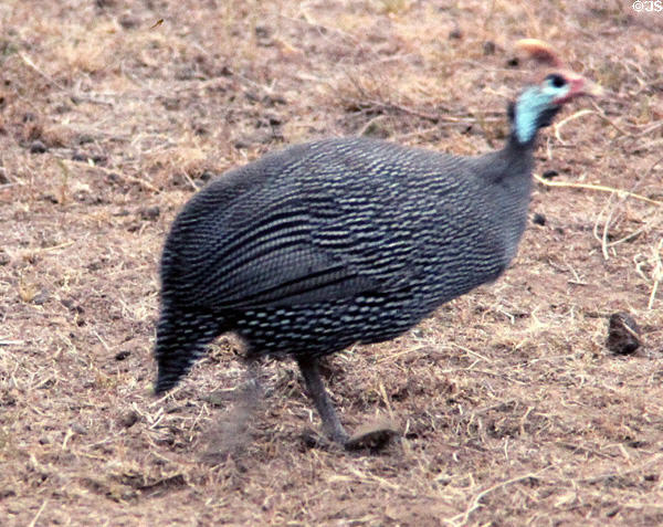Helmeted Guineafowl (<i>Numida meleagris</i>) in Nairobi National Park. Kenya.
