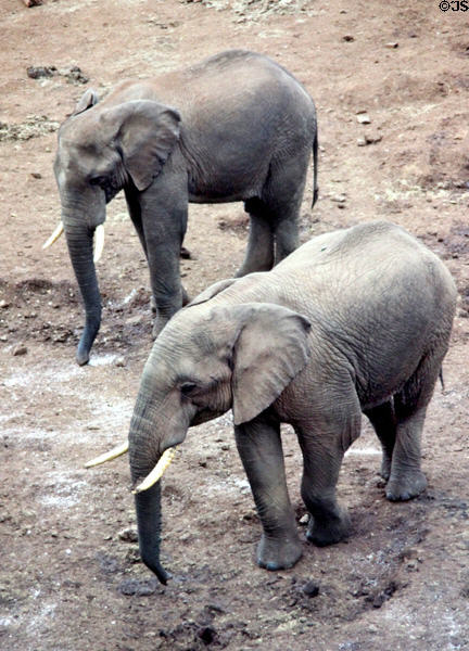 Forest elephants (<i>Loxodonta cyclotis</i>) in Aberdare National Park noted for narrower bodies & ears which hug head to facilitate passage between trees. Kenya.
