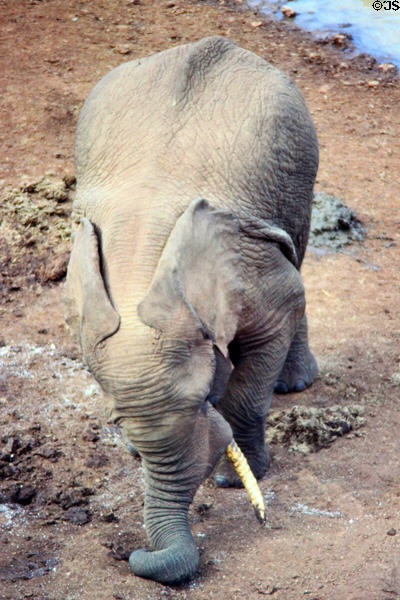 Forest elephant (<i>Loxodonta cyclotis</i>) digging for salt using its tusks in Aberdare National Park. Kenya.