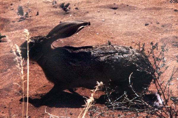 African savanna hare (<i>Lepus victoriae</i>) in Samburu National Reserve. Kenya.