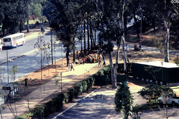 Driving cattle through streets of Nairobi. Kenya.