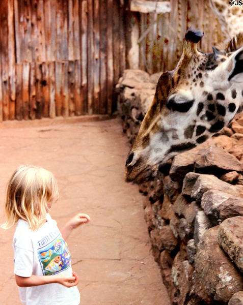 A little girl meets a Rothschild giraffe at Giraffe Centre near Nairobi. Kenya.
