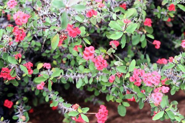 Gardens at Karen Blixen House, run by National Museum of Kenya.