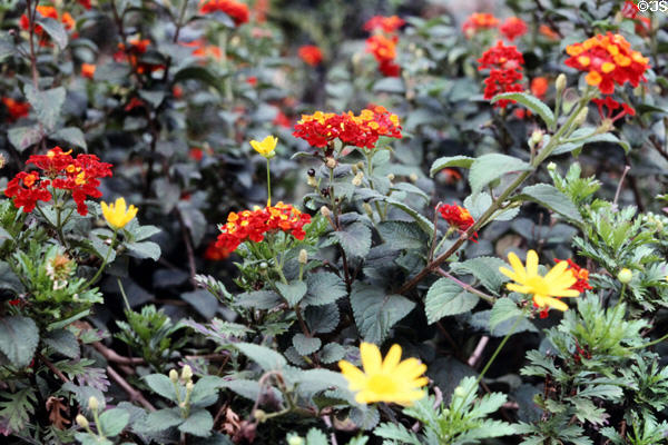 Gardens at Karen Blixen House, run by National Museum of Kenya.