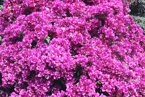 Lush flowers in Karen, residential district named after Karen Blixen. Kenya.