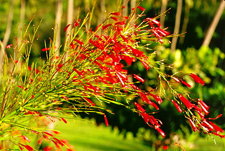 Tropical flowers at the Jalousie Hilton Resort near Soufrière. St Lucia.