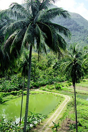 Fish farm on the Ruby Estate near Soufrière. St Lucia.