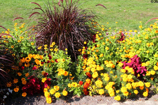 Fall flowers in Municipal Park. Luxembourg, Luxembourg.
