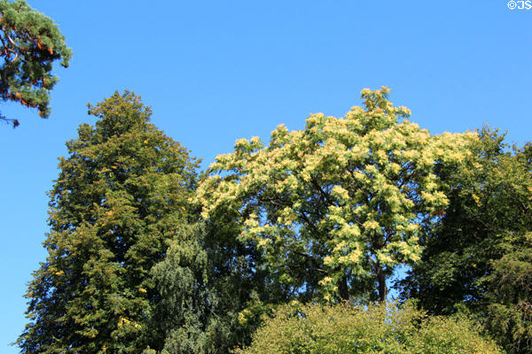 Trees & shrubbery in full sunshine in Municipal Park. Luxembourg, Luxembourg.