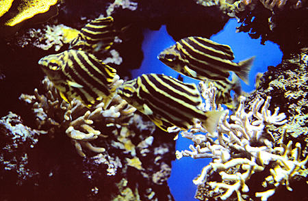 Fish in Oceanographic Museum, Monaco.