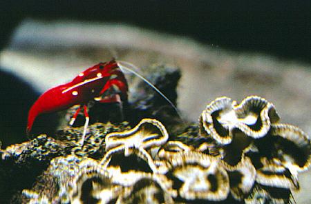 Shrimp in Oceanographic Museum in Monaco.