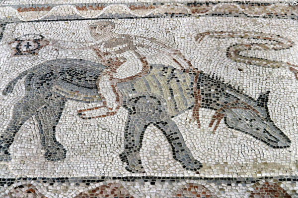 Roman mosaic floor detail of man seated backward on beast of burden at Volubilis. Morocco.