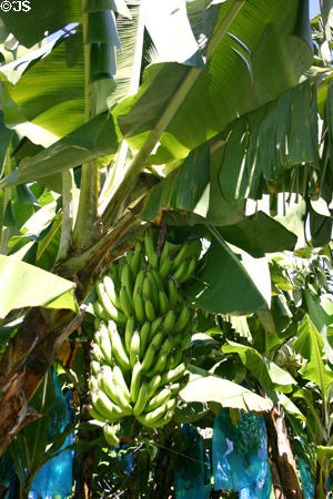 Banana bunches protected by blue plastic bags. Martinique.