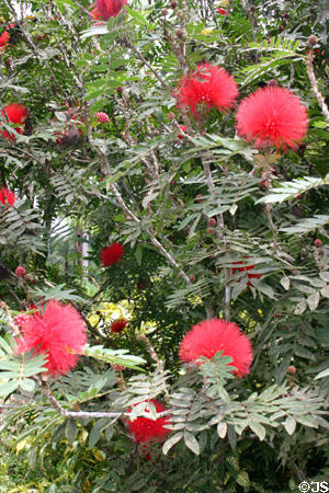 Calliandra in le Jardin de Balata. Martinique.